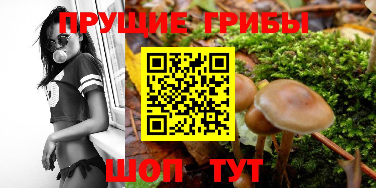 Псилоцибиновые грибы Psilocybine cubensis Алушта